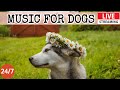 Capture de la vidéo [Live] Dog Music🎵 Relaxing Sounds For Dogs With Anxiety🐶 Separation Anxiety Relief Music💖Dog Calm 4