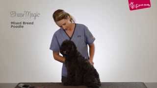 Yours Droolly - Grooming a mixed-breed poodle-type coat with Shear Magic Grooming tools by Masterpet Australia 3,921 views 10 years ago 1 minute, 35 seconds