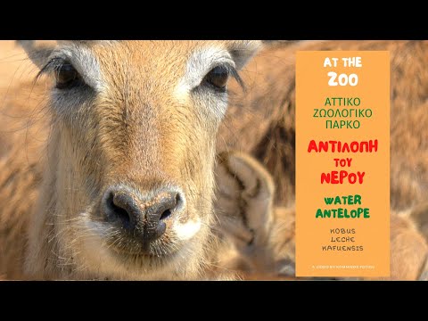Βίντεο: Νάνος αντιλόπη - ένα ζώο που φτιάχνει φωλιές