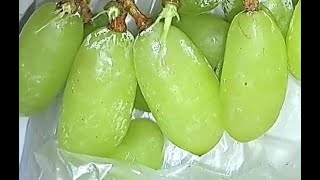 印度無核青提 / $18.9  500克 / 扺食       Indian sonaka green grapes