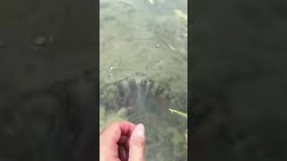 Barsch Auf Fishup Flit 2