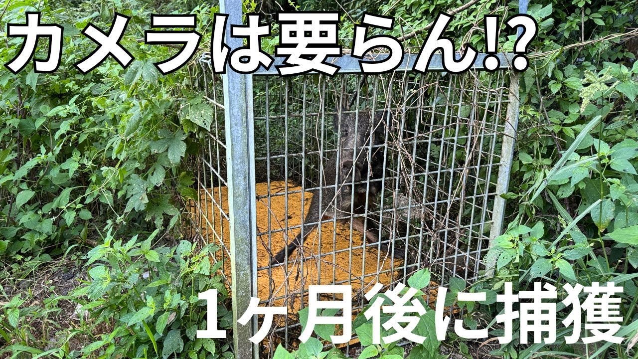 スマホで24時間リアルタイム監視 狩猟の罠、鹿、猪の確認、防犯カメラ