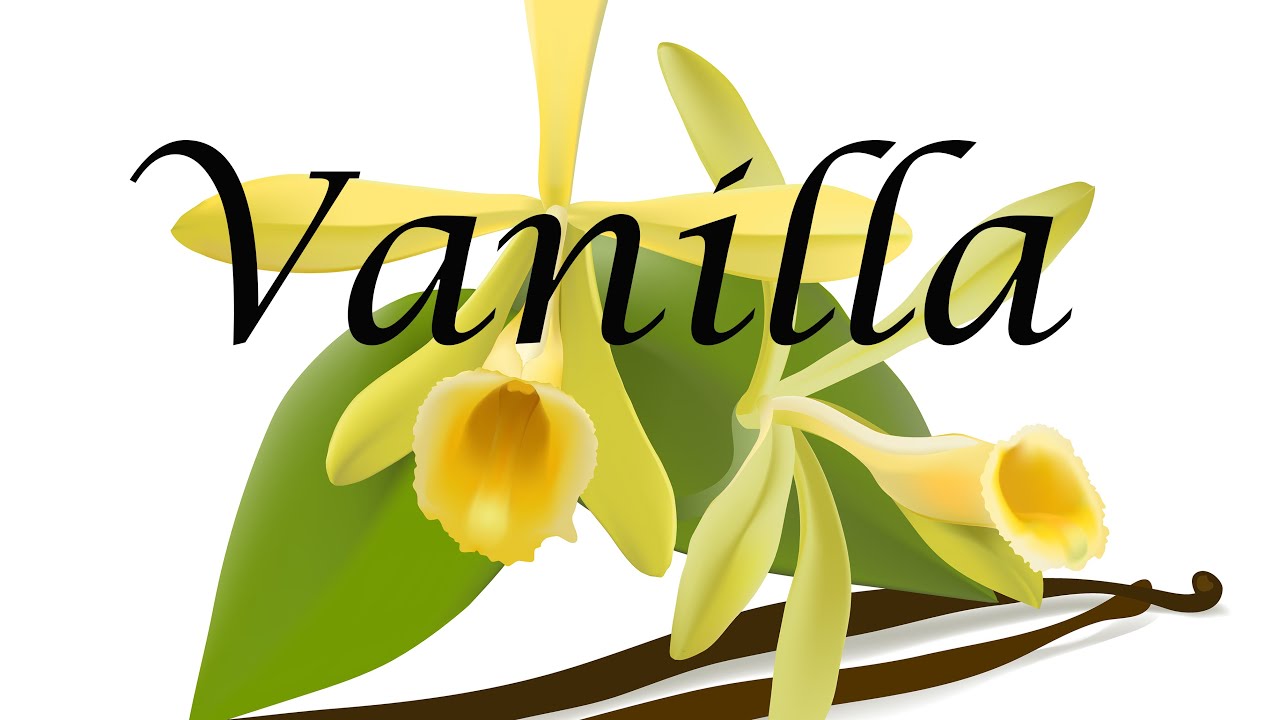 Vanilla planifolia - Vanille - Die Perfektion innerer Kinder - Seelenhomöopathie - Kim Fohlenstein