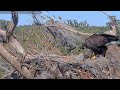 Winter Park Eagles 2/1/26 E2's personal feeding