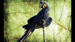 O Canto da Arara azul grande (Anodorhynchus hyacinthinus) - Hyacinth Macaw