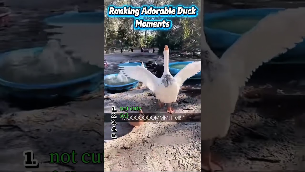 Ranking Adorable Duck Moments 😂😭