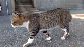 猫の散歩について行ってみる