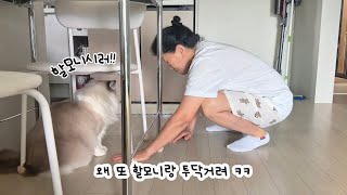 할머니 할부지 차별하는 털손주 ㅋㅋ국수네 주말 브이로그🏡