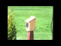 Wooden Bluebird House - Model BB1; Backyard Bird Feeder; Wooden Bird Houses Wooden Bluebird House - Model BB1; Backyard Bird Feeder; Wooden Bird Houses
