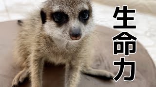 障害を負ったミーアキャットのその後の話