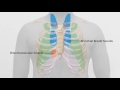 MedSim - Respiratory System Auscultation