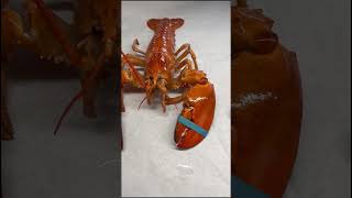 Rare orange lobster found at New York restaurant Shorts