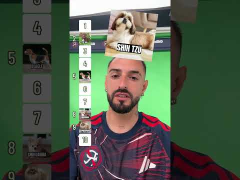 Asked our fav animal-lover to rank dogs! 🐾
