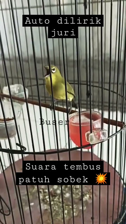 burung pleci paruh sobek 💥 #pleci #kicaumania