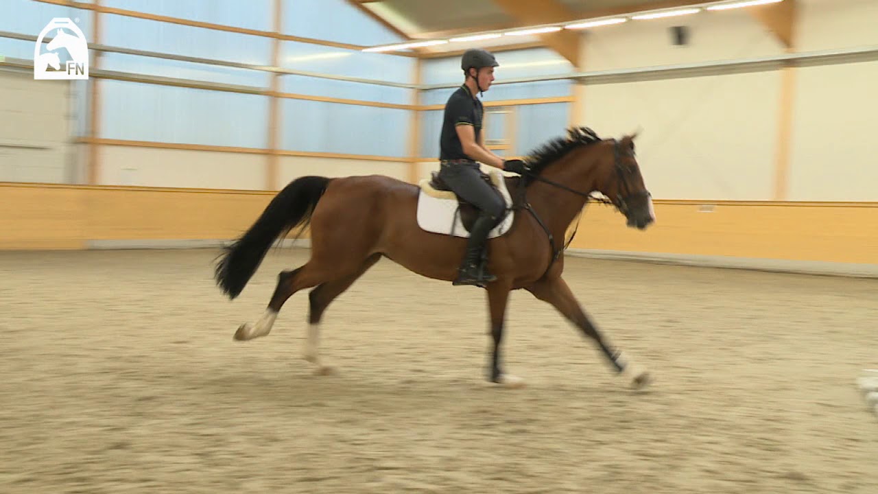 Springgymnastik - Tipps für das Training zuhause | G.-C. Bödicker, H.-W. Johannsmann, F. Lutter