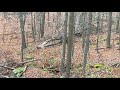 Fox Chasing a Fisher 🦊