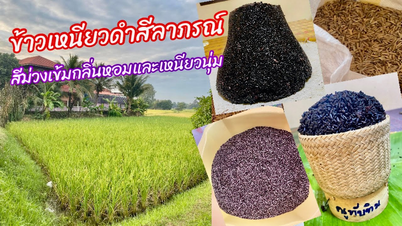 ข้าวเหนียวดำสีลาภรณ์ คือข้าวอะไร? คลิปนี้มีคำตอบดูให้จบ #หอมนุ่มปั้นติดกัน @ครูเกษตร Channel (EP.261)
