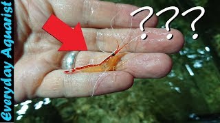 This Cleaner Shrimp Has a Dirty Secret | Removing Parasite Isopod From Marine Lysmata Shrimp