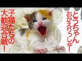 お利口子猫たち、熱すぎるお出迎えをする