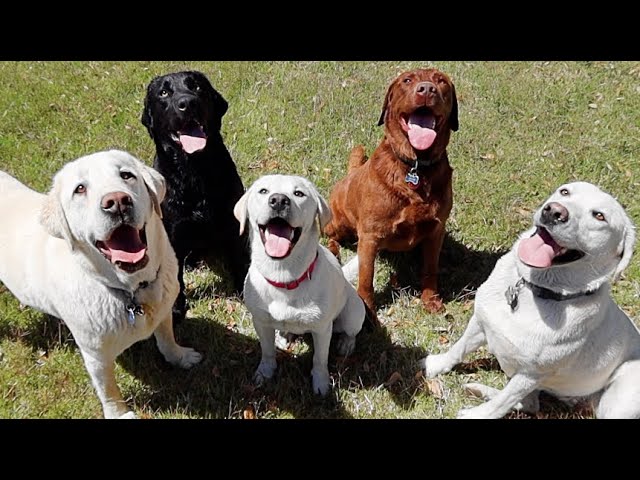 Labrador Puppy Reunites With Her Family Youtube