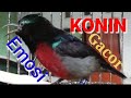 Konin Kolibri Ninja Gacor Full Nembak Emosi Mp3 - Mp4 Download