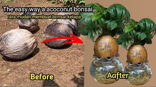 Download Lagu DE GEMAKKELIJKE MANIER OM EEN KOKOS BONSAI TE PLANTEN MP3