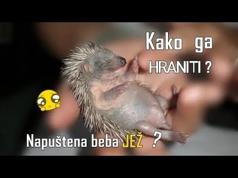 Video: Gdje I Kako Zimi Ježevi