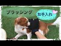 ブラッシングの時間【愛犬ダイアリー】vol.