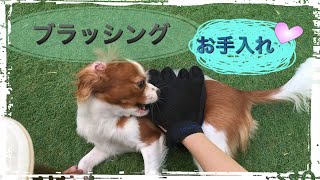 ブラッシングの時間【愛犬ダイアリー】vol.
