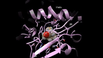 Substrate recognition by two different P450s: Evidence for conserved roles in a common fold