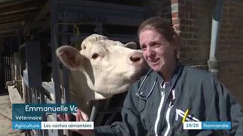 Comment mettre un aimant à une vache ?