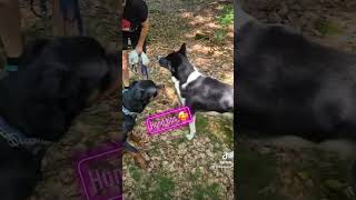 "Cannabisdoktorn" #angelograziano #cannabisdoktorn #cbdolja ##balo #hundbeteende #hundtips
