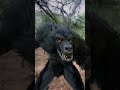 Werewolf attack in real life part 2 shorts wolf werewolf werewolfx werewolfwerewolfs