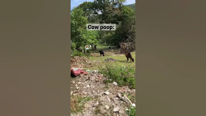 Cow poop edit: #shorts #cow