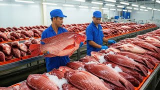 La Sorprendente Verdad Detras de la Cria Industrial de Tilapia en China tilapia