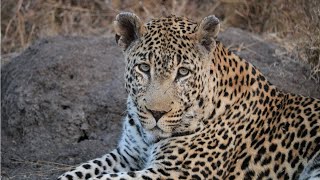 Kruger Park June 2021