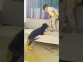 gsd puppies with kids | german shepherd puppies playing | dog videos | cute puppies | dog with kids