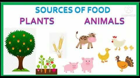 Class II (Social studies) Chapter No. 1 “Food - Our Basic Need” (Attachment in description box)
