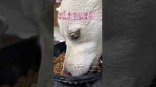 &quot;아지가 좋아하는 사료&#39; #진돗개 #멋진강아지 #귀여운강아지 #모델견 #닥터오 프리미엄 #반려견 #shorts #dog
