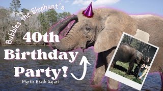 Celebrating Bubbles The Elephant 40th BIRTHDAY!