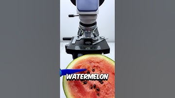 Watermelon under the microscope 🔬😱