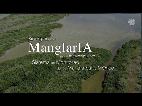 Sinergias con ManglarIA para el fortalecimiento del Sistema de Monitoreo de los Manglares de México
