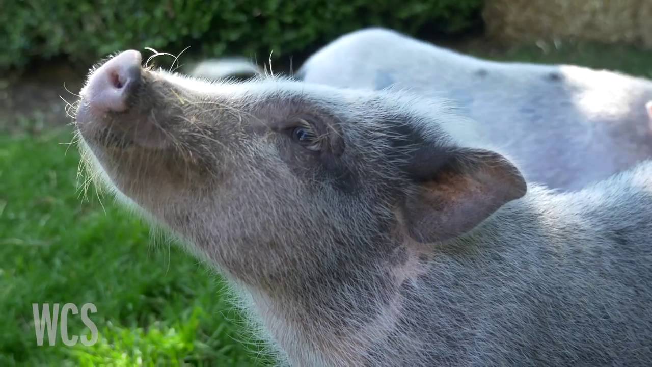 Juliana Pigs at the Prospect Park Zoo YouTube
