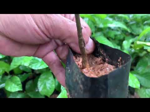 Video Giống chay ruột đỏ giá siêu rẻ.#nhavuontamden... - youtube