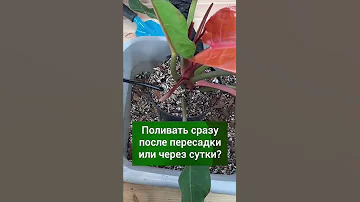 Как поливать растения после пересадки?