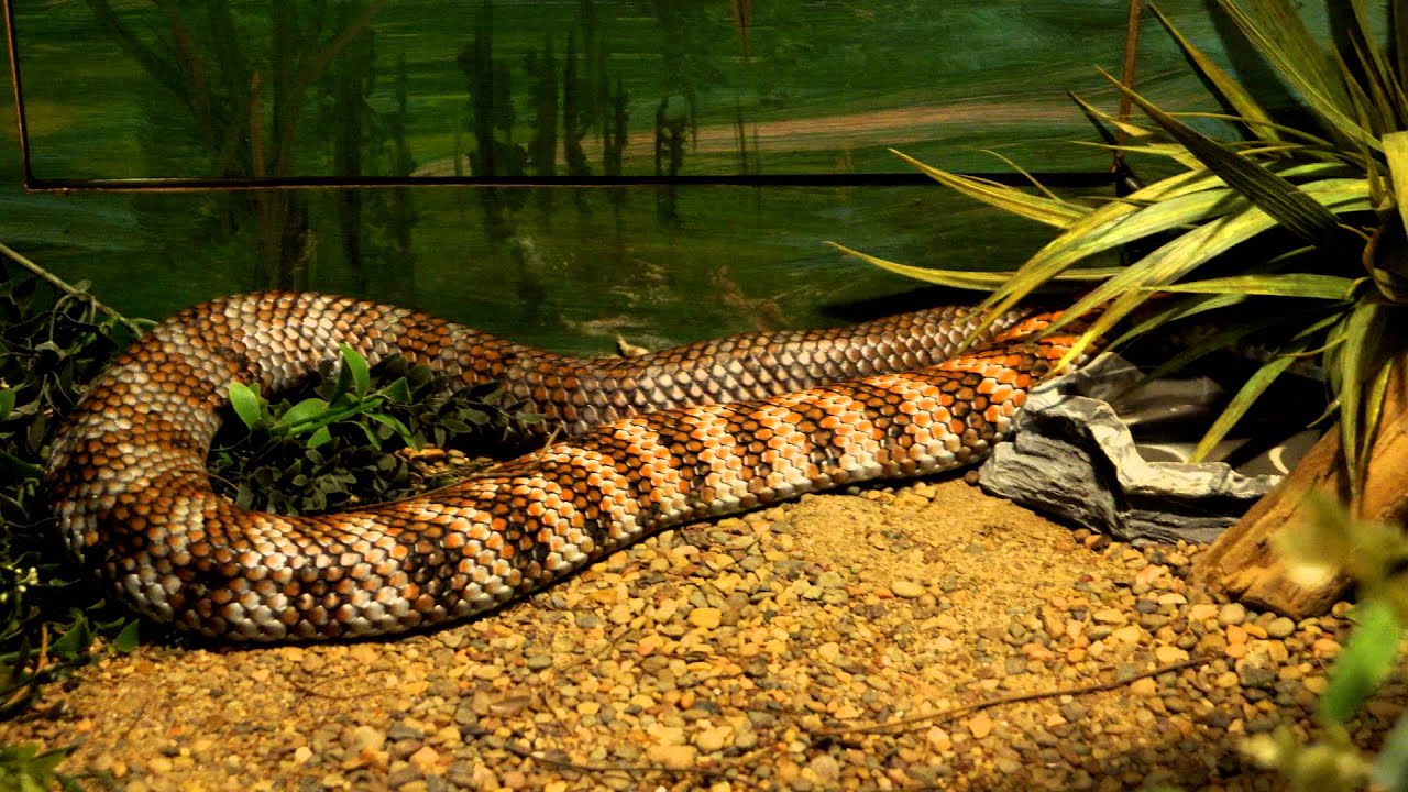 Australian Reptile Park SlideShow,Part Three YouTube