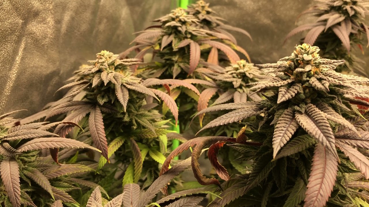 Pink Lemonade # 10 - Final Look