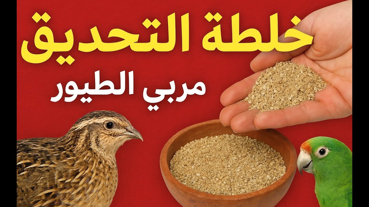 Ep42  خلطة التحديق السحرية!.. ليه كل المربين بيستخدموها؟ وازاي تحضّرها صح للسمان وكل الطيور