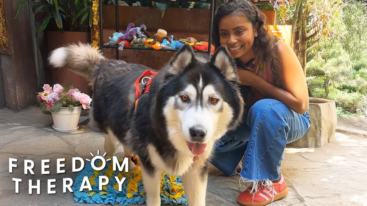 Shelter Husky Goes On Wild Shopping Spree | The Dodo