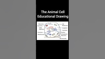 The hand-drawn Animal Cell diagram is a great way to visualize the basic unit of life.